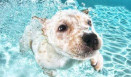 吃瓜小熊潜水视频,吃瓜小熊的潜水探险记