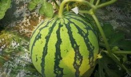 吃这么大的瓜,吃下这个“大瓜”，你才知道真相！