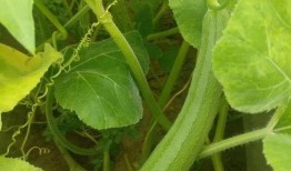 生瓜萎可以吃吗,能否食用及营养价值解析