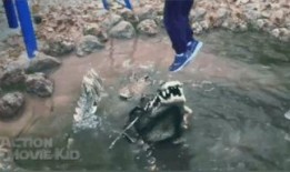 吃瓜鳄鱼的视频