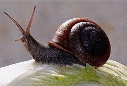 蜗牛视频吃瓜视频下载,揭秘热门短视频平台的便捷下载攻略