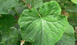 什么瓜叶子可以吃,探寻可食用瓜叶子的奥秘与美味