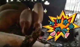 喂猪吃瓜视频