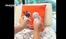 小不点吃瓜,一场甜蜜的夏日冒险