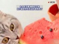 让猫吃的瓜,探索让猫咪爱不释口的瓜类美味