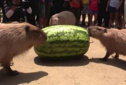 最快的吃瓜机器,史上最快吃瓜机器，瓜界新霸主诞生！