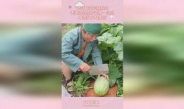 老婆吃瓜,老婆的“吃瓜”世界，揭秘娱乐圈背后的故事