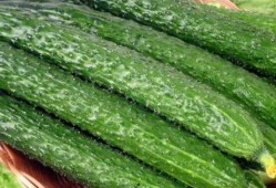 瓜被冻可以吃吗,揭秘冻瓜的食用奥秘