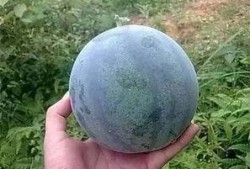 吃大籽瓜,探寻瓜中珍品的美味之旅