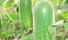 吃瓜大叔古法教学,揭秘传统技艺的神秘面纱