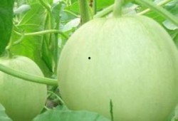 怀孕可以吃齐瓜吗