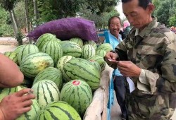 宝职院吃瓜,揭秘校园热点事件背后的真相