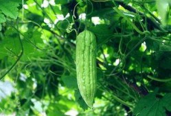 每日吃不同的瓜,趣味生活每一天