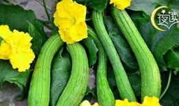 什么瓜叶子可以吃,探寻可食用瓜叶子的奥秘与美味