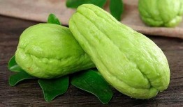 嘴巴吃瓜,嘴巴吃瓜的奇妙之旅