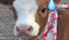 吃瓜抖机灵,抖机灵，解锁夏日吃瓜新姿势