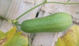 生瓜萎可以吃吗,能否食用及营养价值解析