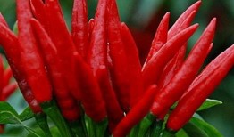 yoto链接吃瓜,吃瓜群众必看的幕后故事