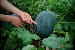 圆圆吃的什么瓜,探寻夏日美味瓜果的秘密