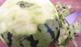 吃瓜条的玩偶,萌趣横生的可爱伙伴