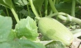 南疆蜜瓜怎么吃,尽享夏日甜蜜时光