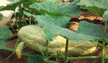 什么瓜叶子可以吃,探寻可食用瓜叶子的奥秘与美味