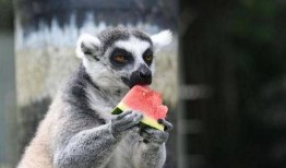 最会吃瓜的动物,揭秘动物界的“美食家”