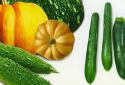 吃瓜老图,一场视觉盛宴背后的故事