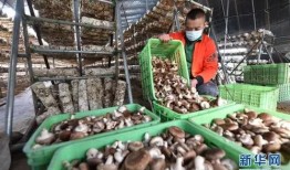 定州开元吃瓜,探寻古韵吃瓜文化之旅