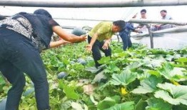 吃瓜的郑州人,郑州“吃瓜群众”的日常生活剪影