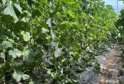 崇信吃瓜群众,揭秘网络舆论场中的“看客”现象