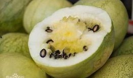 发烧可以吃籽瓜,籽瓜助力身体恢复的秘密