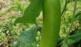 瓠子瓜孕妇怎么吃,营养美味两不误