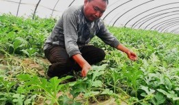 吃瓜的郑州人,郑州“吃瓜群众”的日常生活剪影