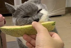 哈密瓜猫咪吃吗,哈密瓜猫咪可食用吗？揭秘猫咪饮食之谜