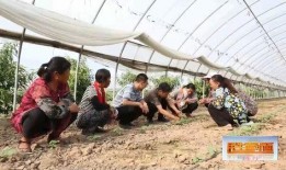 夏日吃瓜乐事作文,共享清凉时光