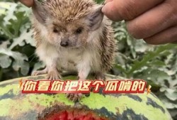 最会吃瓜的动物,揭秘动物界的“美食家”