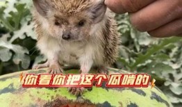 最会吃瓜的动物,揭秘动物界的“美食家”