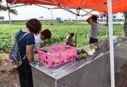 卖人吃瓜,揭秘娱乐圈背后的惊人真相