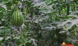 吃丰收瓜的好处