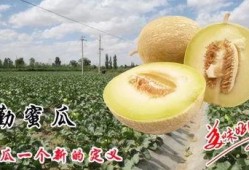 皇上吃蜜瓜是哪一集,揭秘宫廷美食背后的故事