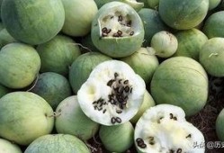 嗑瓜子情侣吃瓜,甜蜜瞬间定格成永恒