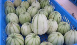 仓圣公园吃瓜,夏日吃瓜盛宴，畅享清凉时光