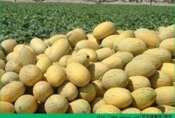 吃鸡加哈密瓜,尽享味蕾狂欢之旅