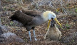 海龟汤吃瓜,揭秘网络热传美食背后的故事
