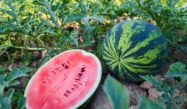 夏天吃瓜冬天吃瓜,尽享时令美味