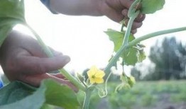 南疆蜜瓜怎么吃,尽享夏日甜蜜时光