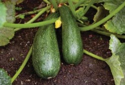 吃瓜不用嚼,无需咀嚼的娱乐盛宴