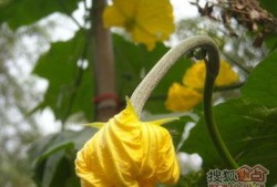 瓜园里吃瓜,品味瓜果的甜蜜时光