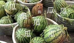 吃社会瓜,吃瓜群众眼中的明星生活